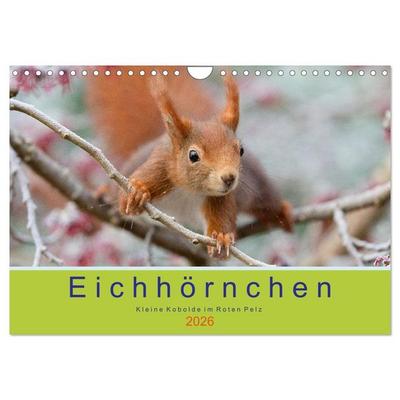 Eichhörnchen - Kleine Kobolde im Roten Pelz (Wandkalender 2026 DIN A4 quer), CALVENDO Monatskalender