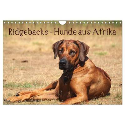 Ridgebacks - Hunde aus Afrika (Wandkalender 2026 DIN A4 quer), CALVENDO Monatskalender