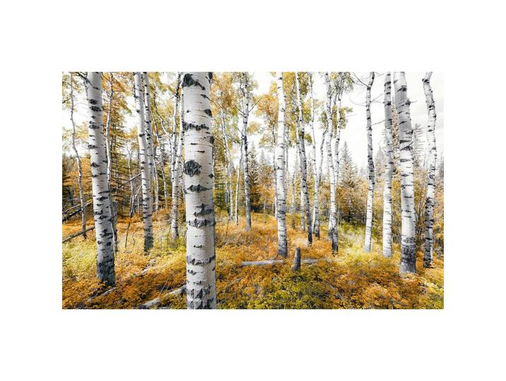 FOTOTAPETE COLORFUL ASPENWOODS