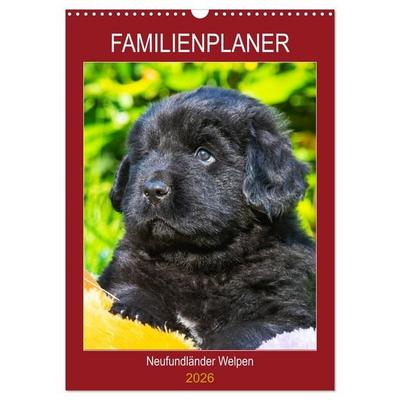Familienplaner Neufundländer Welpen (Wandkalender 2026 DIN A3 hoch), CALVENDO Monatskalender