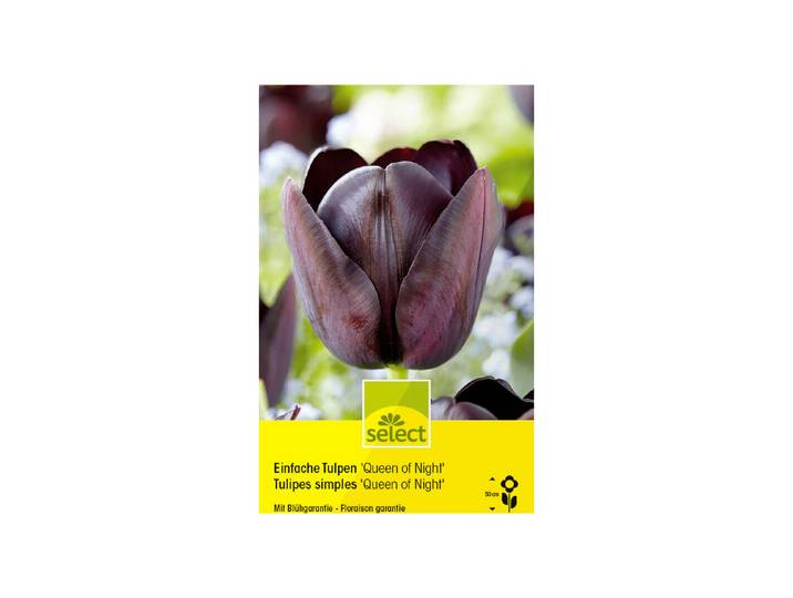 Select Blumenzwiebel Einfache Tulpen Königin der Nacht ''