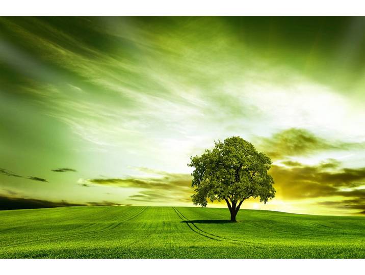 Papermoon Baum in Feld