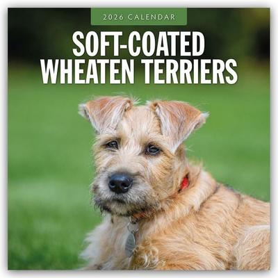 Soft-Coated Wheaten Terriers – Soft-Coated Wheaten Terrier 2026 – 16-Monatskalender