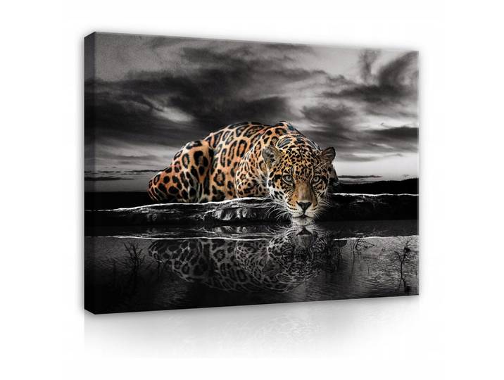 LEINWAND BILDER Tiger Tiere 100x70
