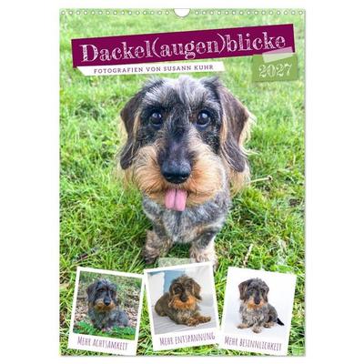 Dackel(augen)blicke (Wandkalender 2027 DIN A3 hoch), CALVENDO Monatskalender
