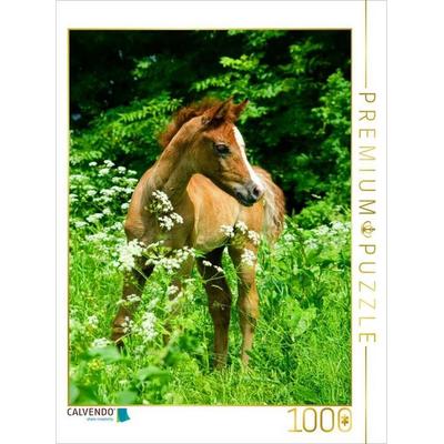 CALVENDO Puzzle Versteckt im hohen Gras - Araberfohlen | 1000 Teile Lege-Größe 64x48cm Foto-Puzzle für glückliche Stunden