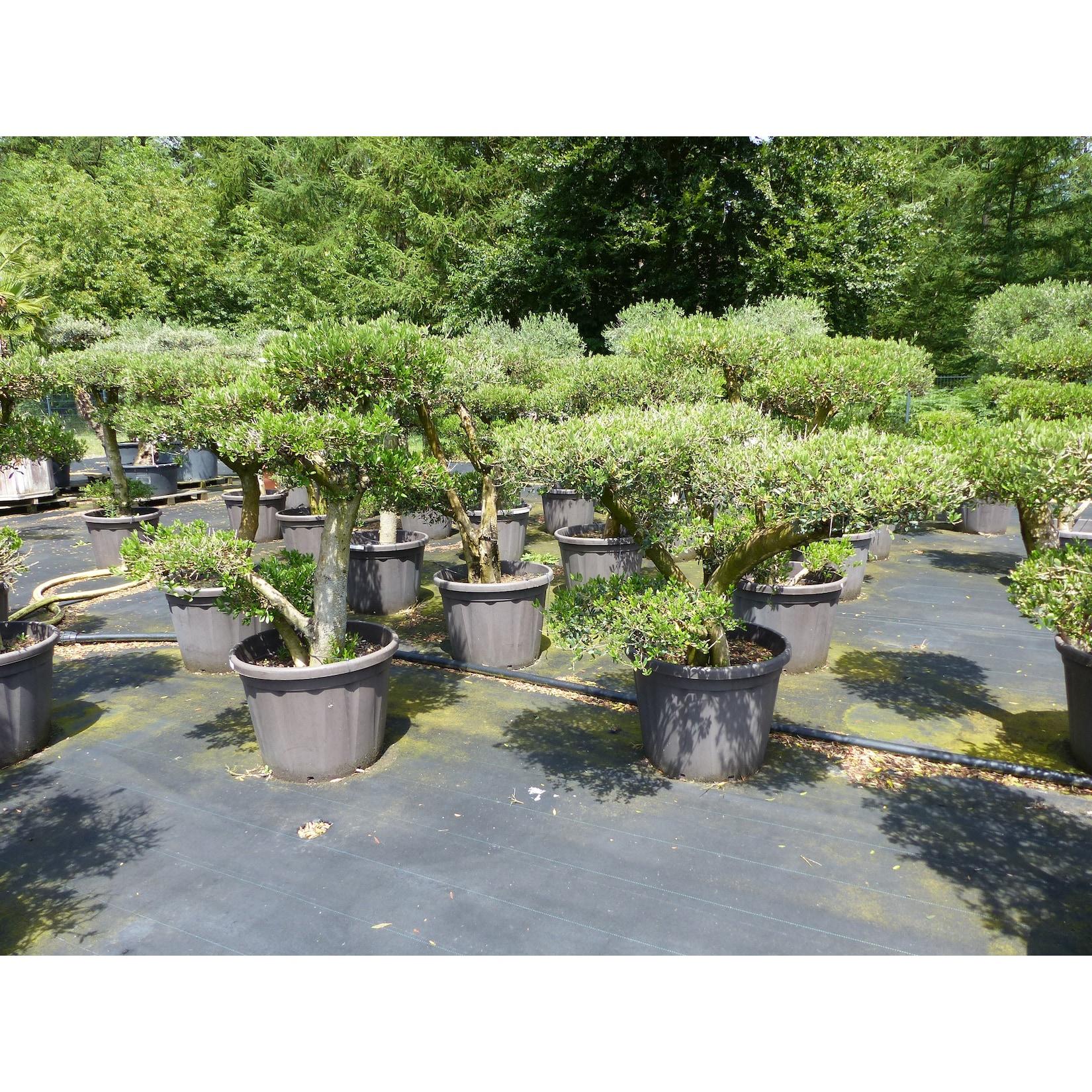 Olivenbaum Olea Europaea als Pon Pon Angebot 130 - 180 cm Bonsai Formgehölz Gartenbonsai Formschnitt winterhart