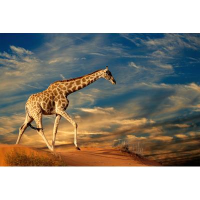 Fototapete PAPERMOON "GIRAFFE-TIERE AFRIKA SAVANNE STEPPE DÜNE HIMMEL WOLKEN", bunt, B:3,5m L:2,6m, Vlies, Tapeten
