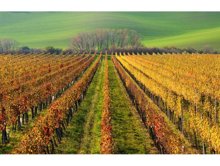 Fototapete PAPERMOON WEIN-BERG-HERBST REBEN ABSTRAKT FARBIG FELD WIESE BÄUME , bunt, B:3,5m L:2,6m, Vlies, Tapeten, Fototapete