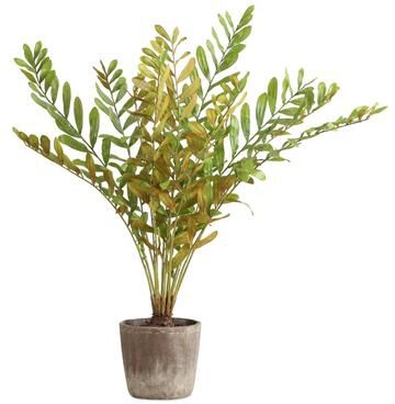 Uttermost Zamia Palm Accent In Planter