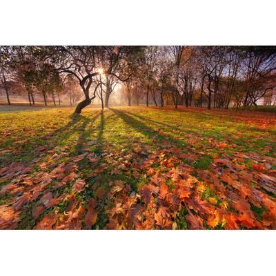 Fototapete PAPERMOON "Park", bunt, B:3m L:2,23m, Vlies, Tapeten