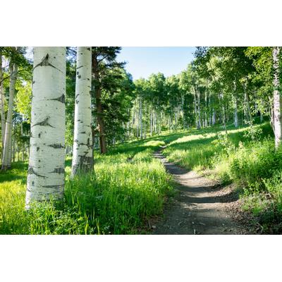 Fototapete PAPERMOON "Birkenwald", bunt, B:5m L:2,8m, Vlies, Tapeten