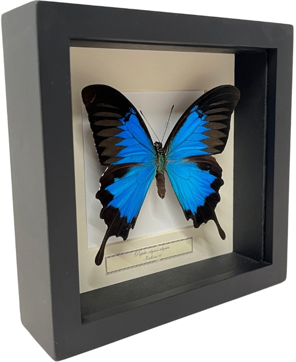 Opgezette vlinder Papilio Ulysses Ulysses in zwarte lijst, 16 x 16 cm