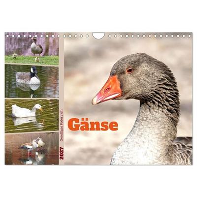 Gänse, geselliges Federvieh (Wandkalender 2027 DIN A4 quer), CALVENDO Monatskalender