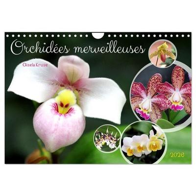 Orchidées merveilleuses (Calendrier mural 2026 DIN A4 vertical), CALVENDO calendrier mensuel