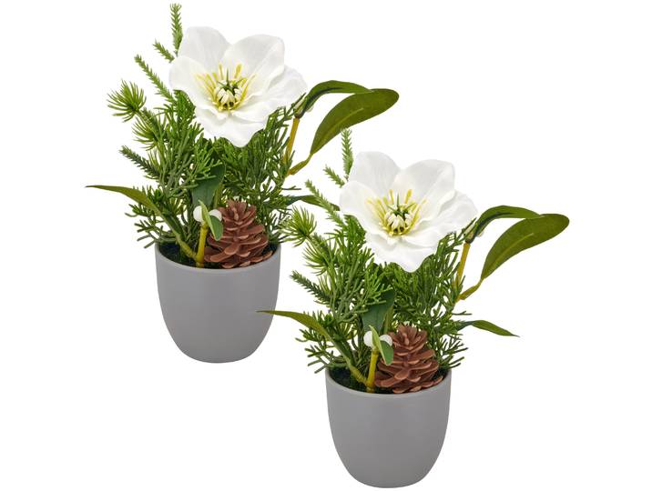 Winterliche Kunstpflanze CREATIV GREEN Arrangement mit Christrose , grün (weiß), H:18cm, Polyester, Kunstpflanzen, Winterliche Kunstpflanze, mit Tannenzweigen und Zapfen