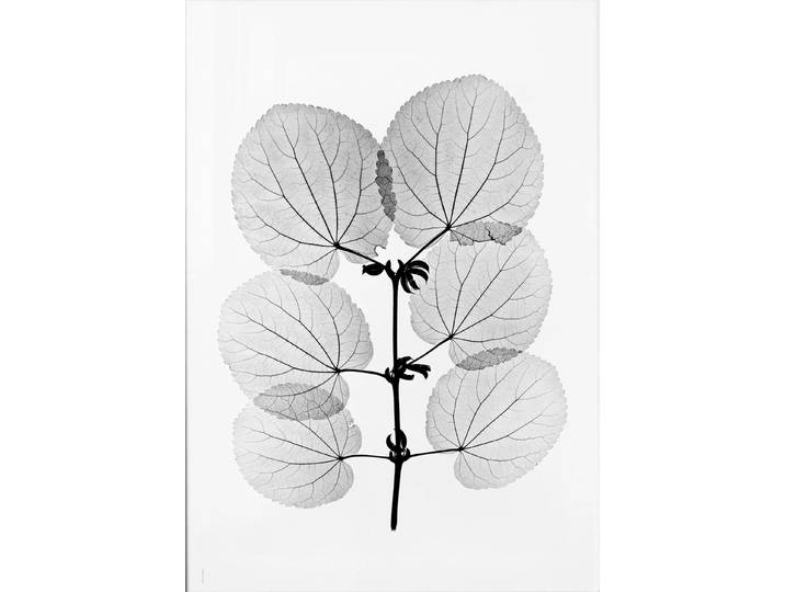 Fine Little Day Poster Katsura 70x100 cm