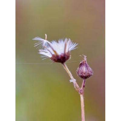 CALVENDO Puzzle Acker-Gänsedistel | 2000 Teile Lege-Größe 90 × 67 cm Foto-Puzzle für glückliche Stunden