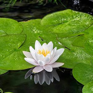 FloraSelf Nymphaea Fabiola Waterlelie in 11 cm pot