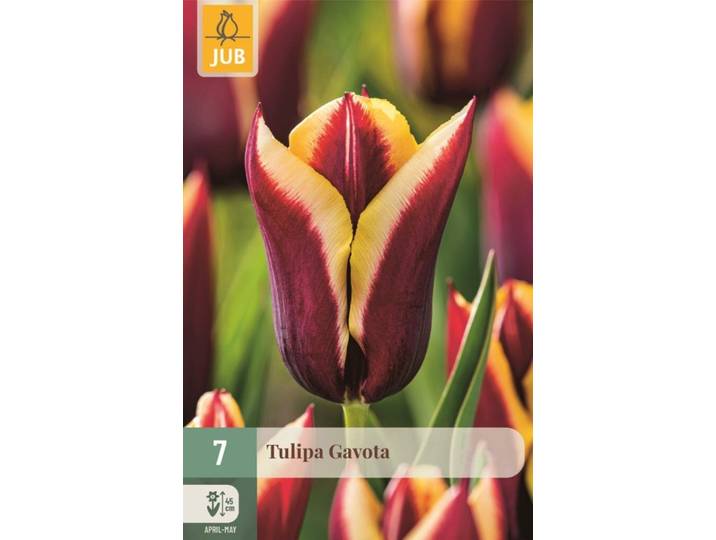 Tulp Gavota 7 bollen