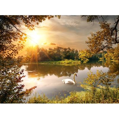 Fototapete PAPERMOON "Schwan am Teich", bunt, B:4,5m L:2,8m, Vlies, Tapeten
