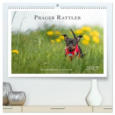 Prager Rattler - Black and Tan - Kleine Hunde ganz groß (hochwertiger Premium Wandkalender 2027 DIN A2 quer), Kunstdruck in Hochglanz
