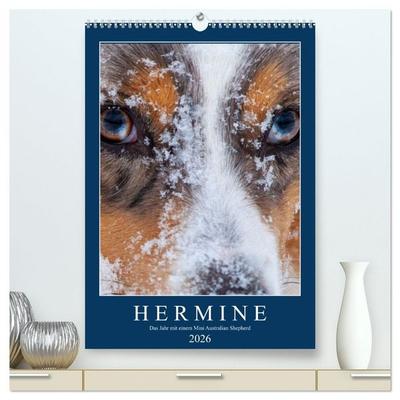 Hermine - Ein Jahr mit einem Mini Australian Shepherd (hochwertiger Premium Wandkalender 2026 DIN A2 hoch), Kunstdruck in Hochglanz