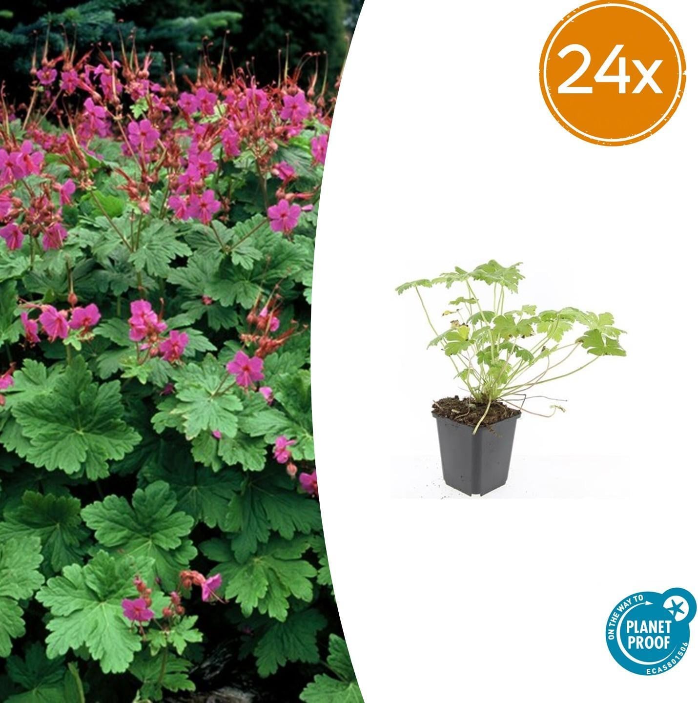 Geranium macrorrhizum Czakor Tuinplant 24 stuks 10-25 cm Ø 9 cm