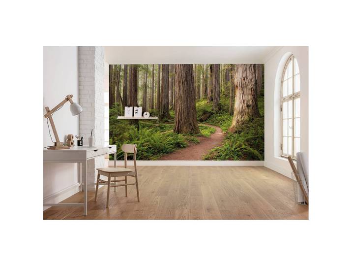 Vlies Fototapete Redwood Trail 450 x 280cm