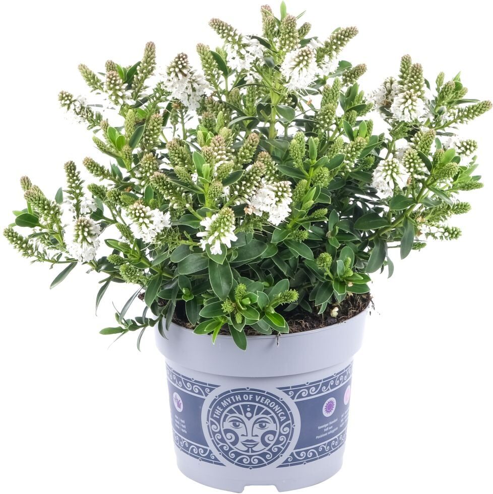 Pflanzen Strauchveronika Hebe All Blooms 12 cm Topf
