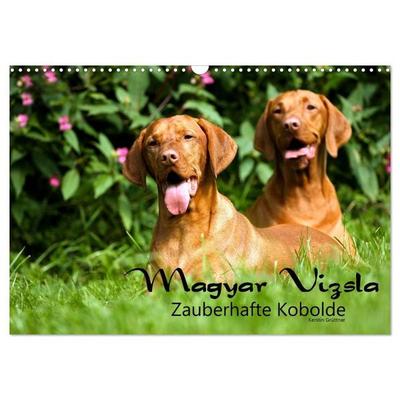 Magyar Vizsla - Zauberhafte Kobolde (Wandkalender 2027 DIN A3 quer), CALVENDO Monatskalender