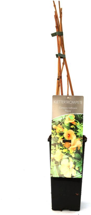 Pflanzen Trompetenblume Flava 2 L Eckcontainer