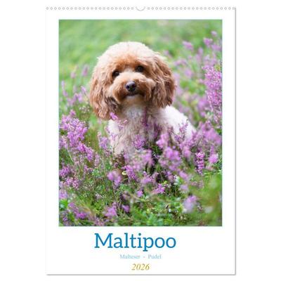 Maltipoo - Malteser - Pudel 2026 (Wandkalender 2026 DIN A2 hoch), CALVENDO Monatskalender