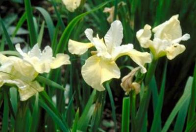 6 x Iris sibirica Butter And Sugar Siberische iris, pot van 9 x 9 cm