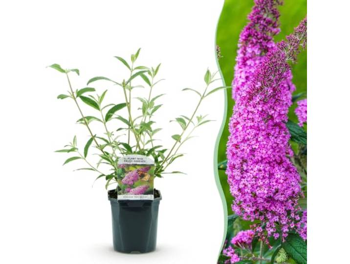 Green boutiQ - Vlinderstruik - Buddleja davidii Pink Delight - Bloem Roze - 1 Plant - Bladverliezend - Vlinderlokkend - Pot 17cm Hoogte 25cm
