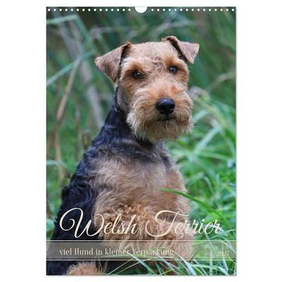Welsh Terrier - viel Hund in kleiner Verpackung (Wandkalender 2027 DIN A3 hoch), CALVENDO Monatskalender
