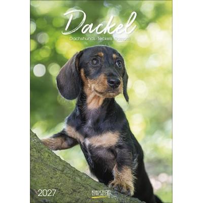 Dackel 2027