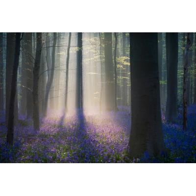 Fototapete PAPERMOON "Photo-Art ADRIAN POPAN, SAMTLICHT", bunt, B:4m L:2,6m, Vlies, Tapeten