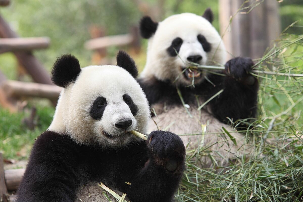 Fototapete PAPERMOON "Riesige Pandas", bunt, B:2,5m L:1,9m, Vlies, Tapeten, Fototapete
