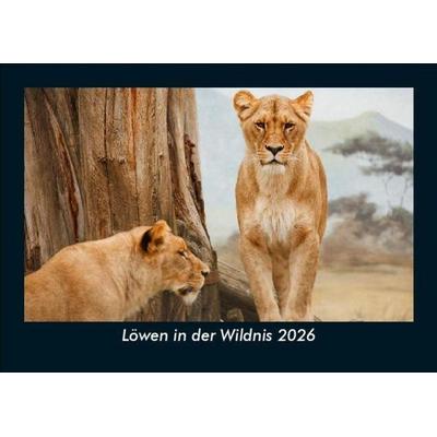 Löwen in der Wildnis 2026 Fotokalender DIN A5