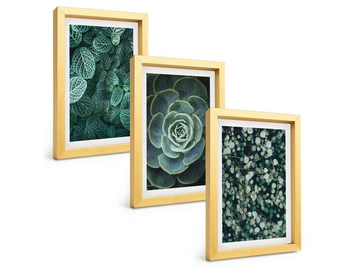 BILDER SET 3er Set - 20x30 cm Goldrahmen - Sukkulenten