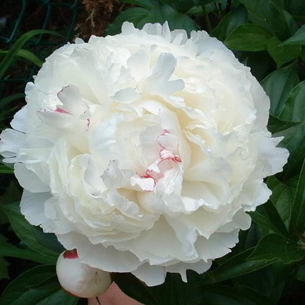 Paeonia Shirley Temple Pfingstrose in pot