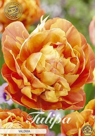 Sam van Schooten Tulpenbollen Valdivia (7 stuks)