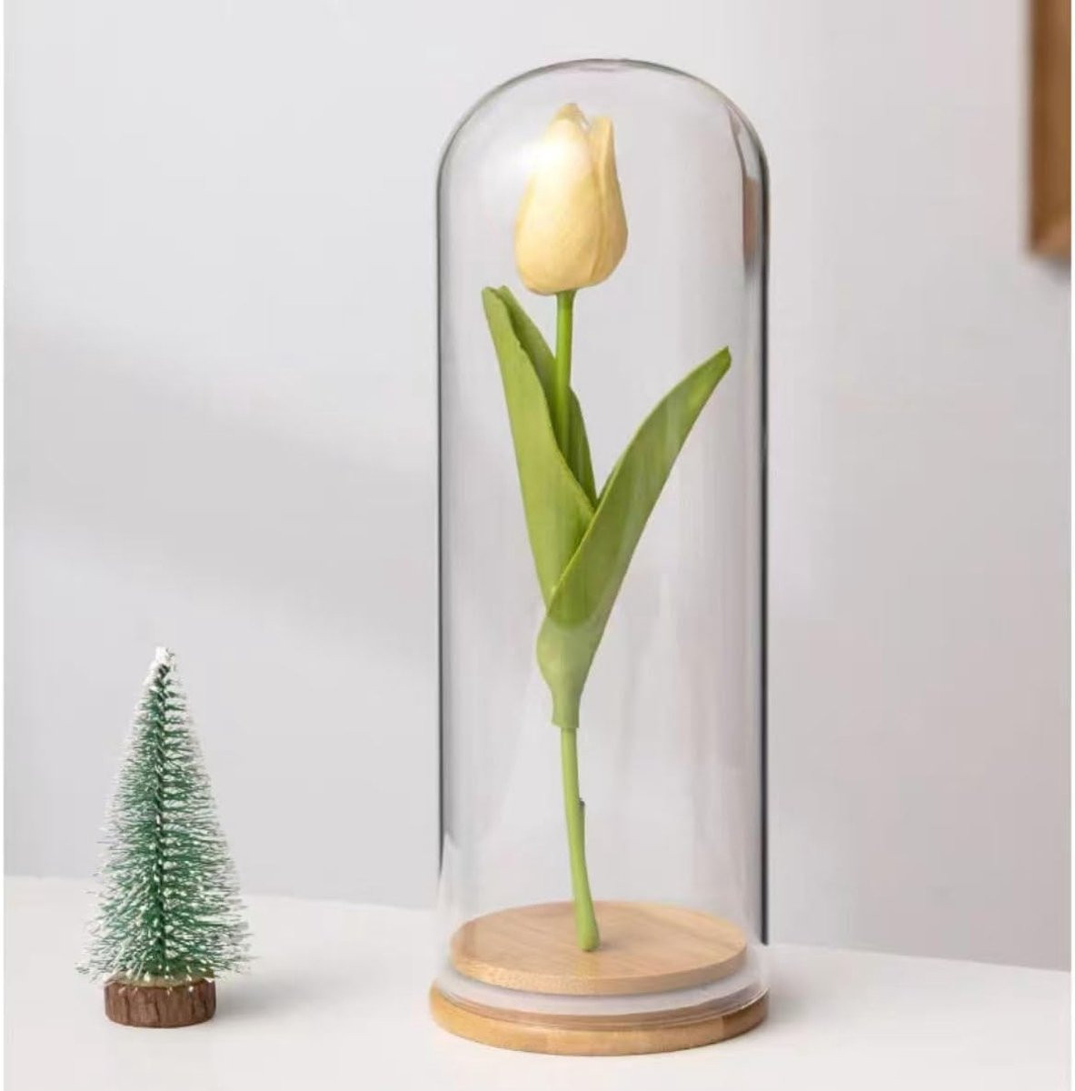 Glazen Stolp met Houten Voet voor Decoratie en Display