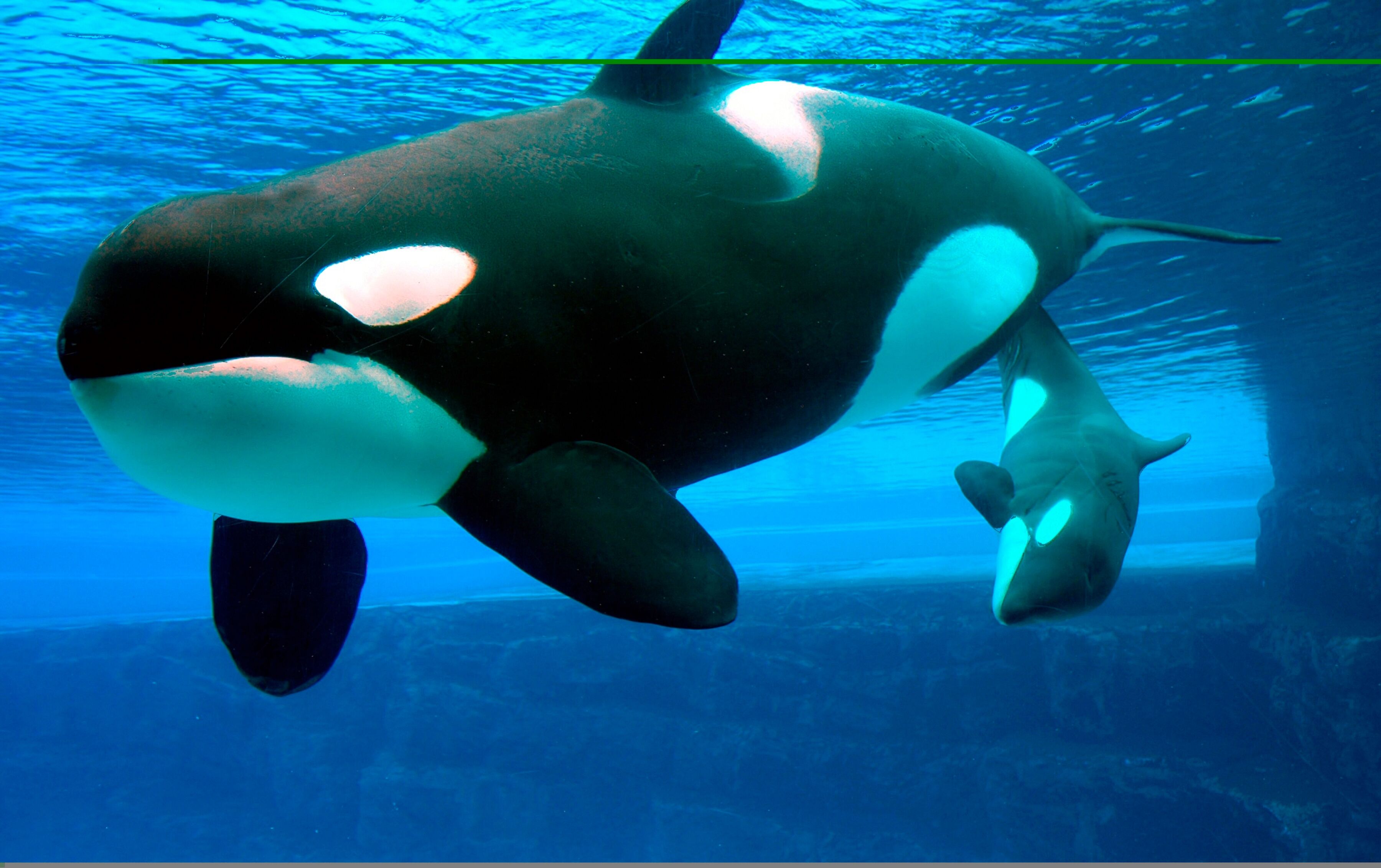Fototapete PAPERMOON "Whales", bunt, B:1,5m L:1,11m, Vlies, Tapeten, Fototapete