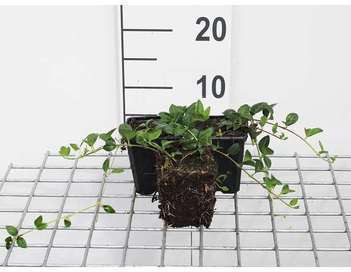 12x Vinca minor Alba Kleine altijdgroene plant met witte bloemen GRDplanten Pot: 9 x 9 cm