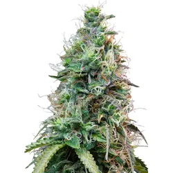 Royal Queen Seeds Amnesia Haze Auto 1 Samen - 1
