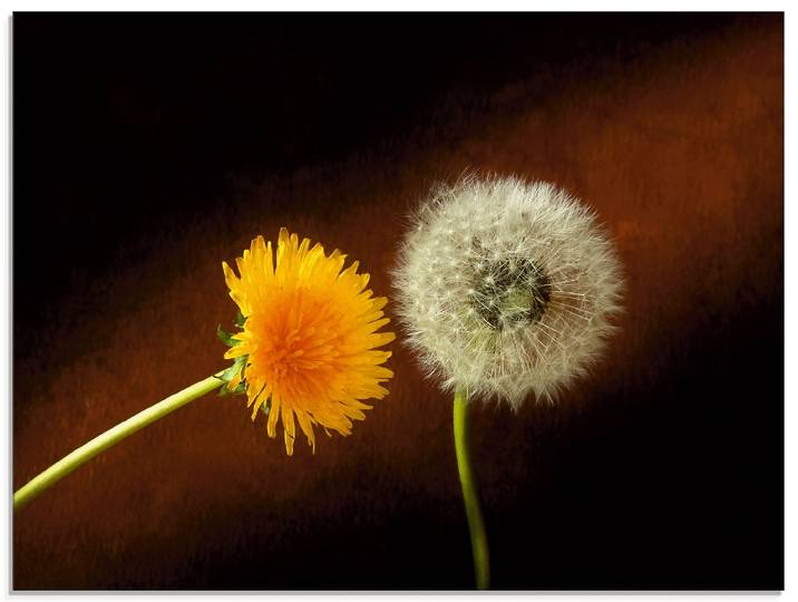 Glasbild ARTLAND Pusteblume Löwenzahn , braun (farbe bild(er): braun), B:60cm H:45cm, Bilder, Glasbild, in verschiedenen Grössen