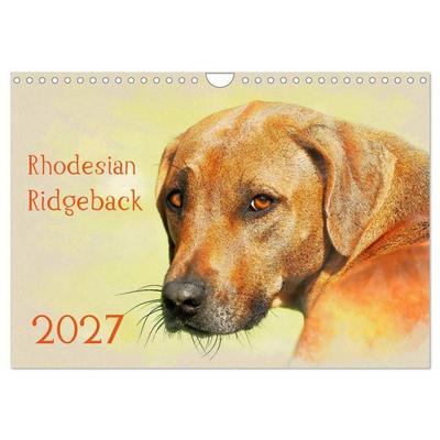 Rhodesian Ridgeback 2027 (Wandkalender 2027 DIN A4 quer), CALVENDO Monatskalender