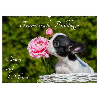 Französische Bulldogge - Clown auf 4 Pfoten (Wandkalender 2027 DIN A2 quer), CALVENDO Monatskalender